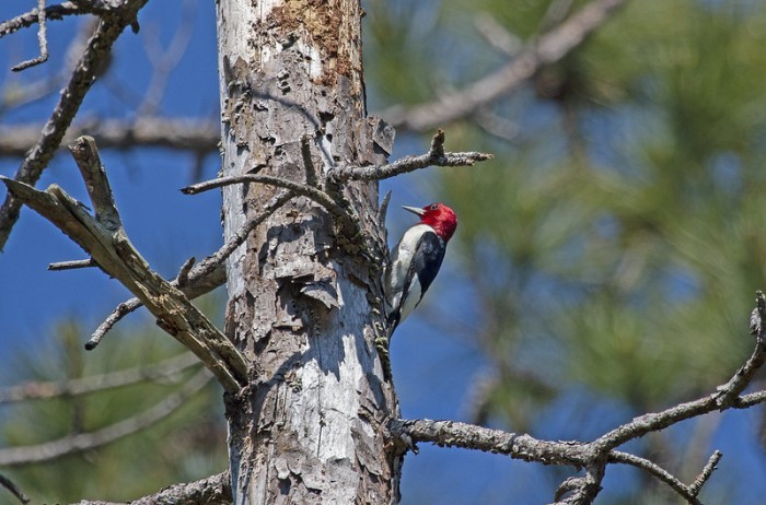 woodpecker