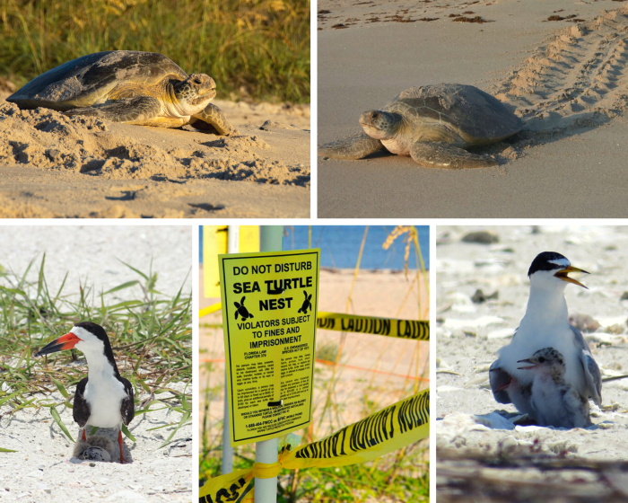 sea turtle and shorebird photo collage