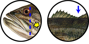 Largemouth Bass identification