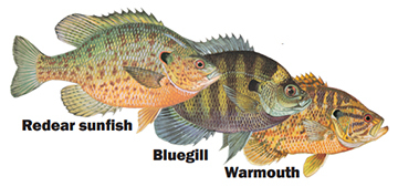 Bluegill, Redear Sunfish, and Warmouth bream species