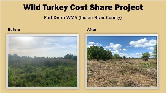 Fort Drum Wild Turkey Cost Share Project