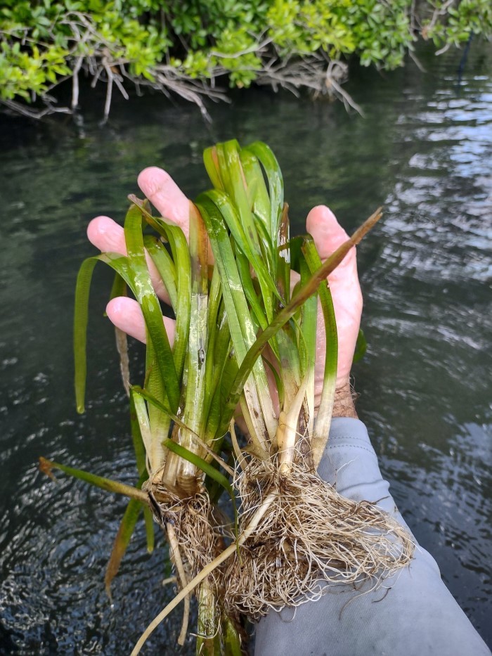 FWC enhances Lake and Silver Glen Spring by planting eelgrass