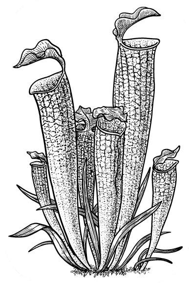 Pitcher plant line drawing