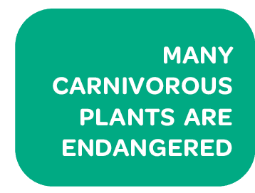 Pull quote: Many carnivorous plants  are endangered