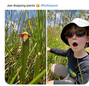 Child kneeling in tall grass next to a pitcher plant