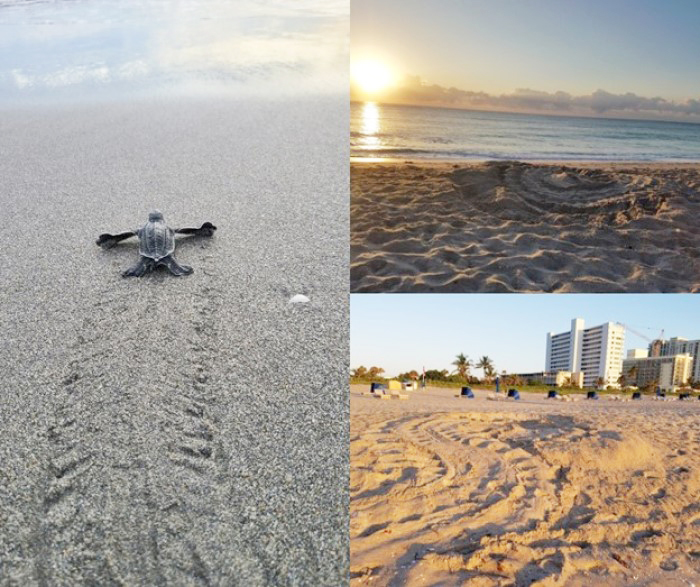 sea turtle nesting