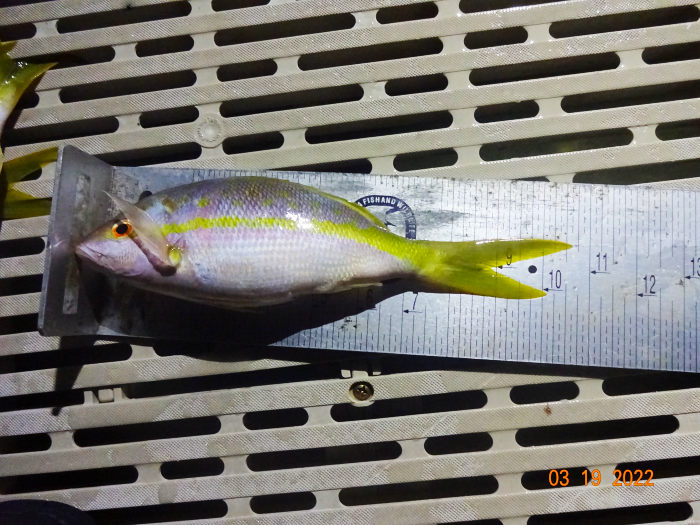 yellowtail