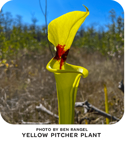 Yellow pitcher plant