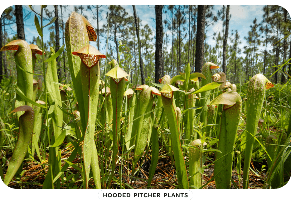 Large stand of hooded pitcher plants