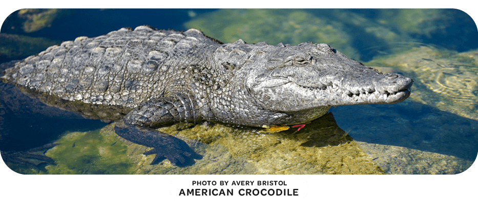 American crocodile on a rock partly submerged in clear water.