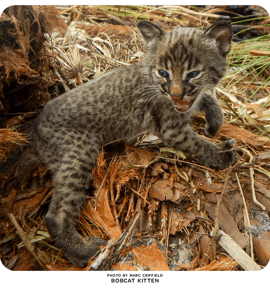 Bobcat Kitten photo by Marc Criffield