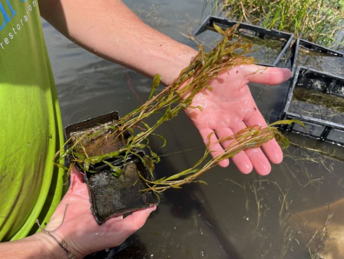 Planting in lake