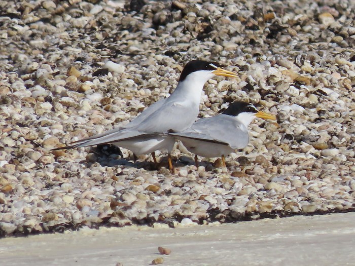 least tern pair