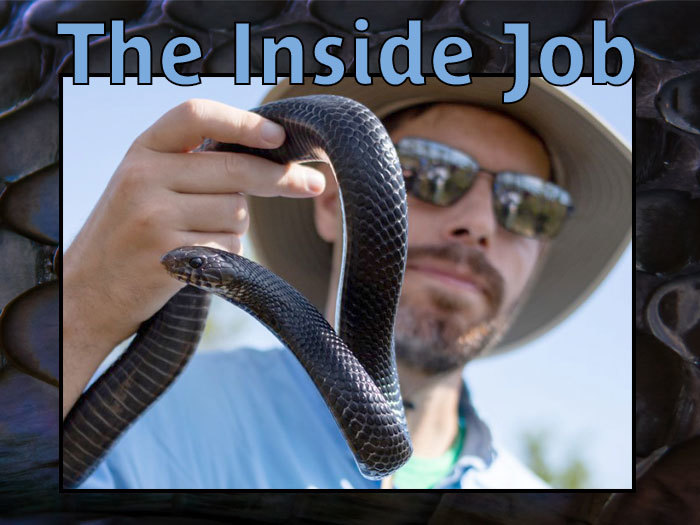 masthead with indigo snake