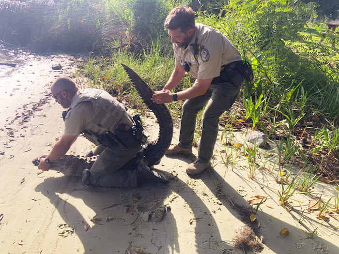officers capturing alligator