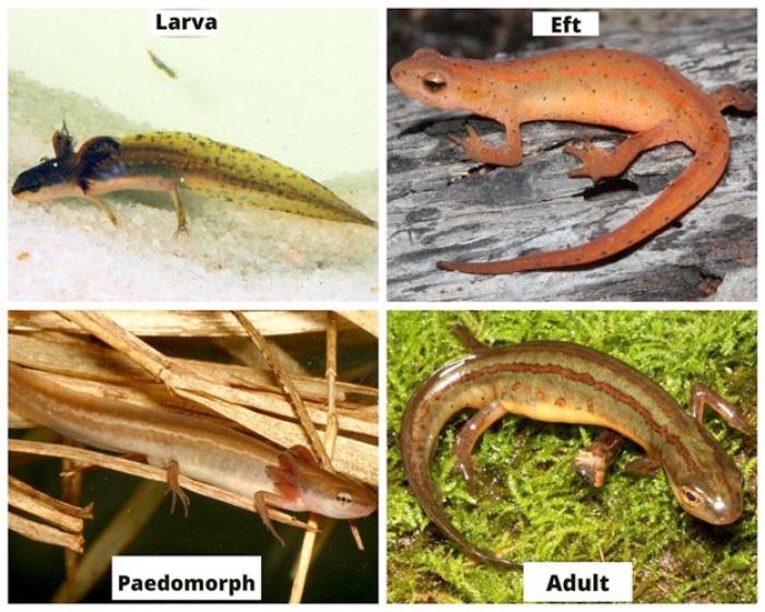newts