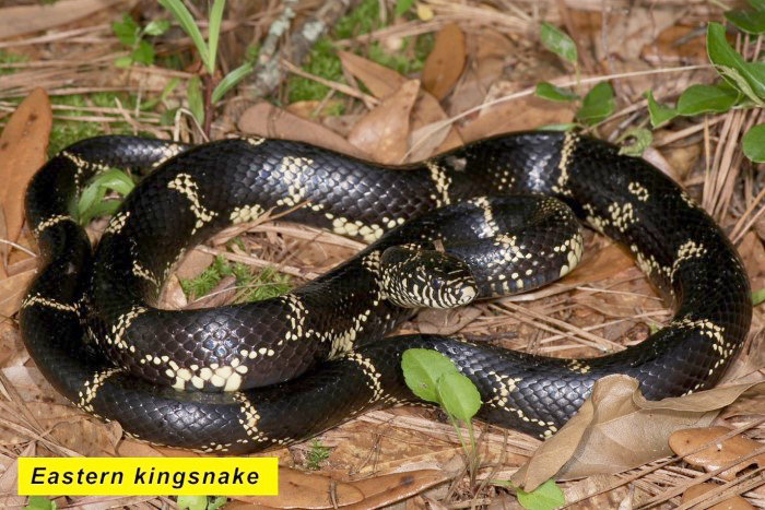 kingsnake