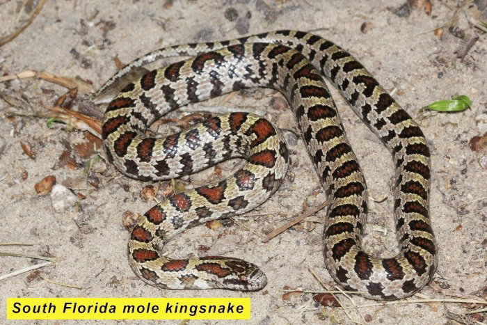 kingsnake