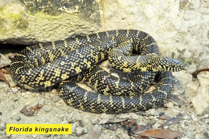 kingsnake
