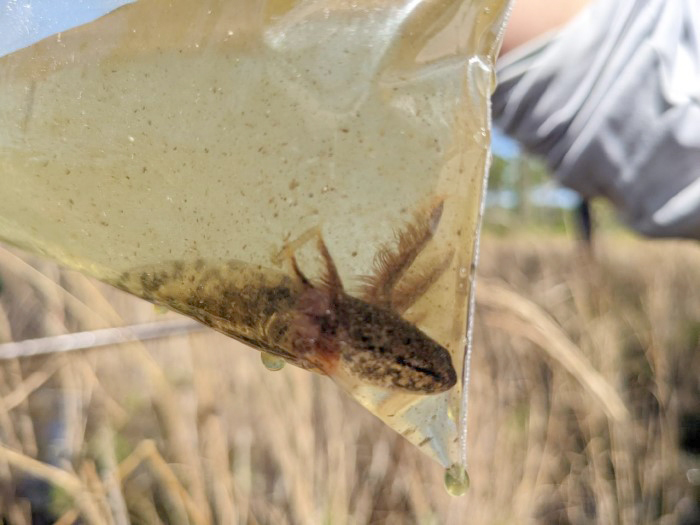 mole salamander larvae