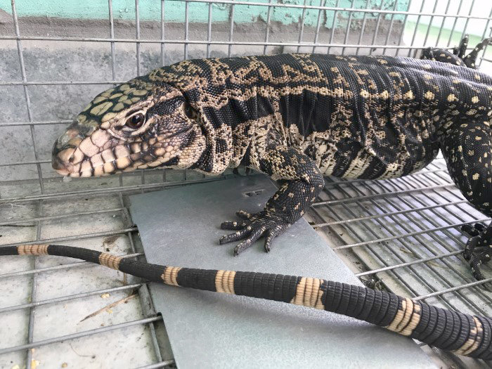 tegu