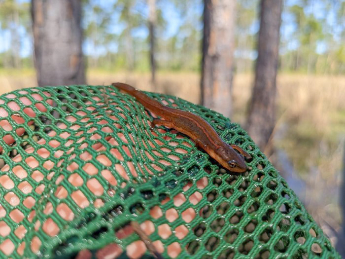 striped newt