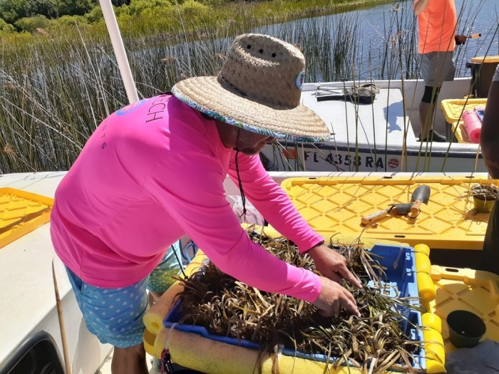 eelgrass about to be planted