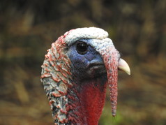 Wild turkey head