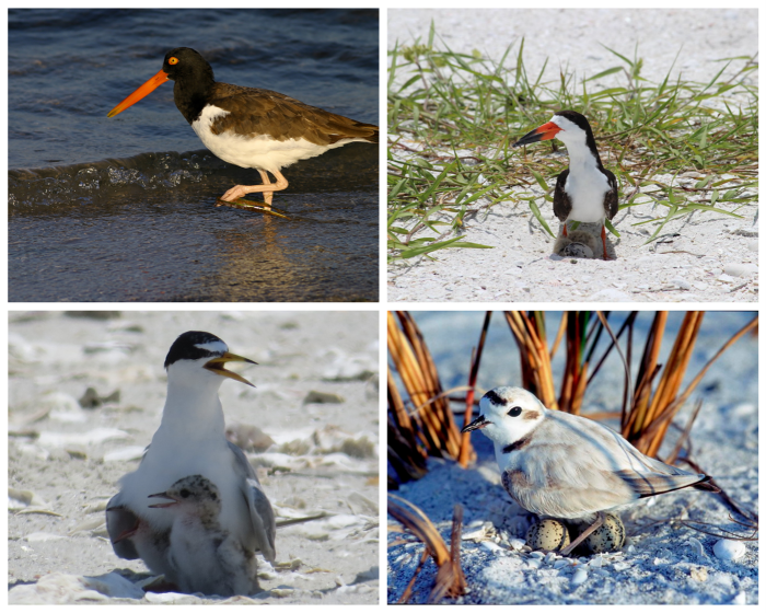 FWC Seeks Public Input On Shorebird Conservation