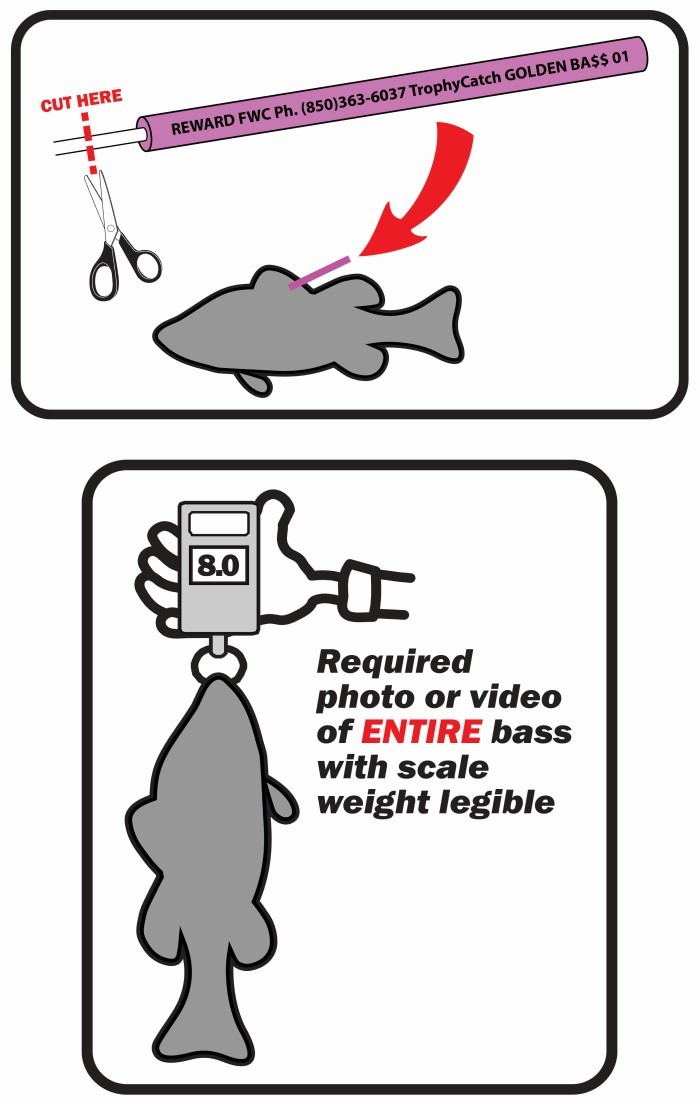 submit a pink-tagged bass