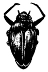 Whirligig Beetle