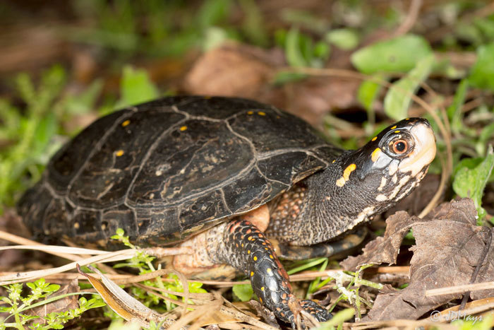 turtle on the ground