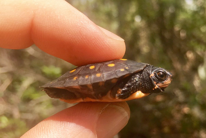 turtle in hand