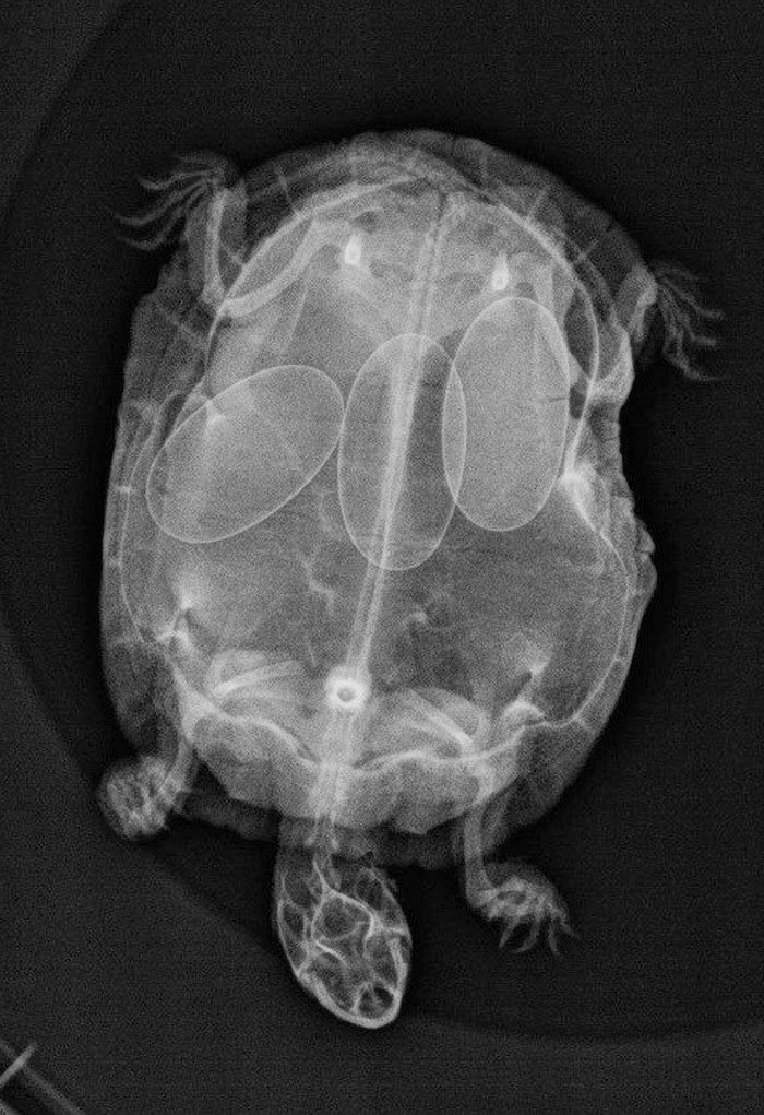 turtle xray