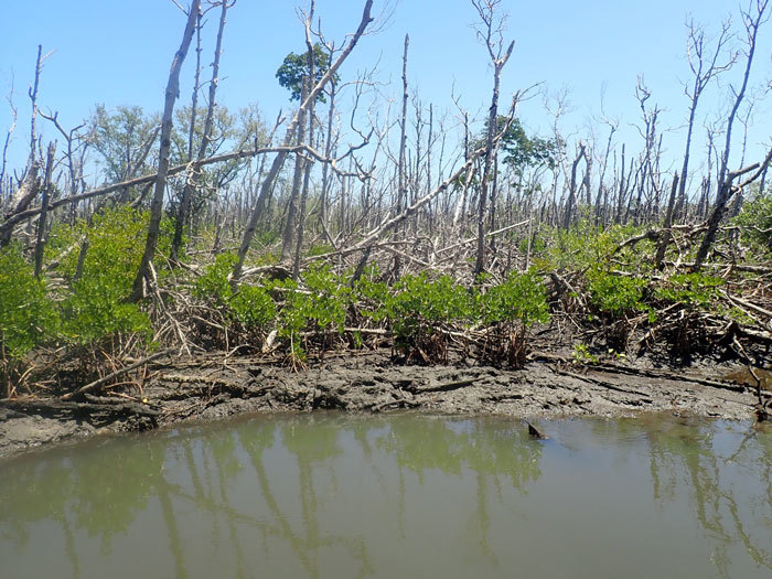 mangroves