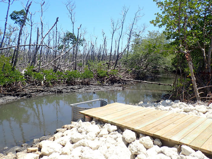 mangroves