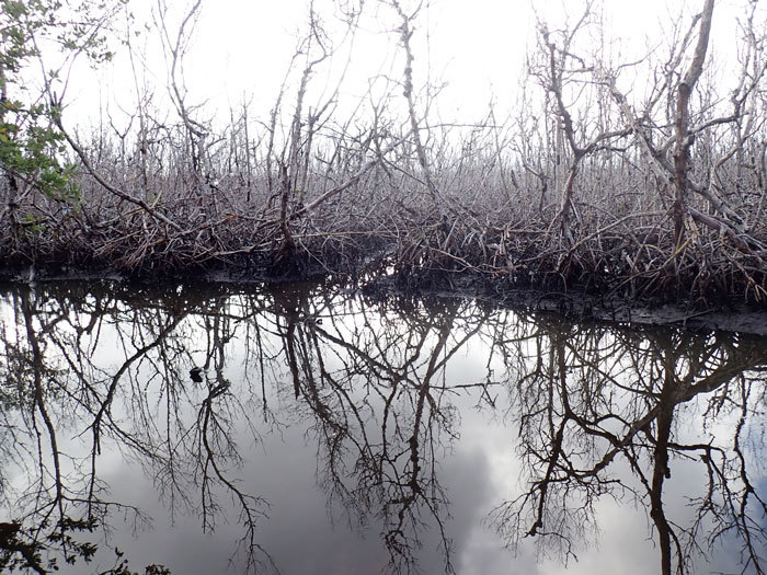 mangroves