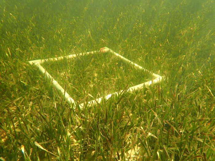 seagrass