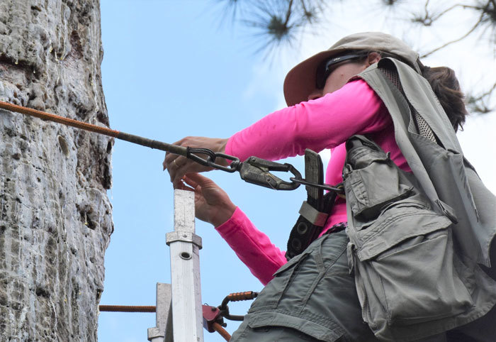 biologist climbing tree