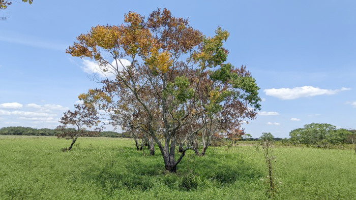 tallow treatment