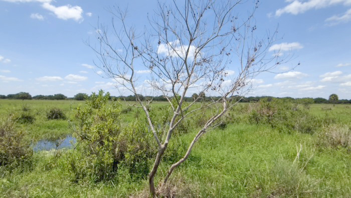 tallow treatment