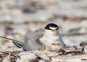 least terns by Jean Hall