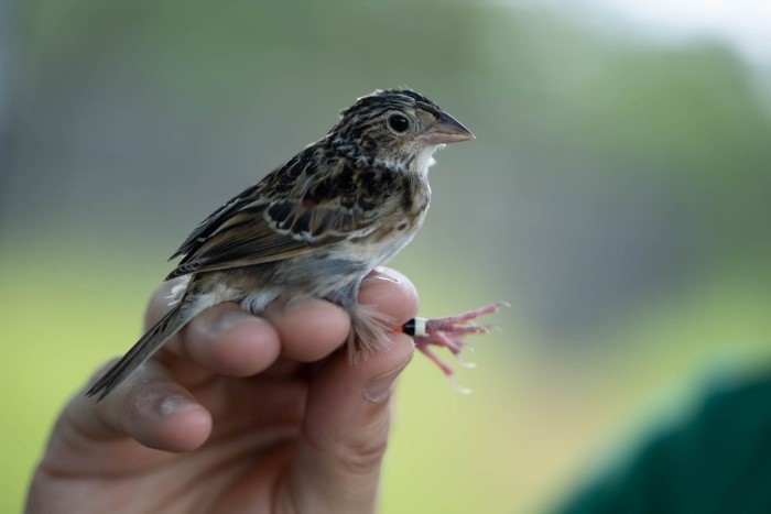 grasshopper sparrow