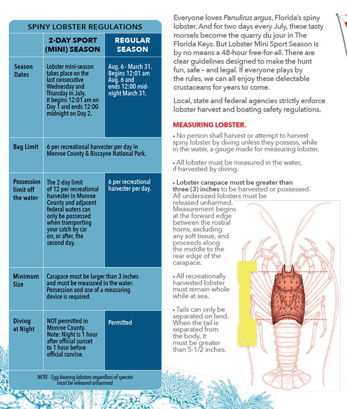 florida-keys-spiny-lobster-regulations