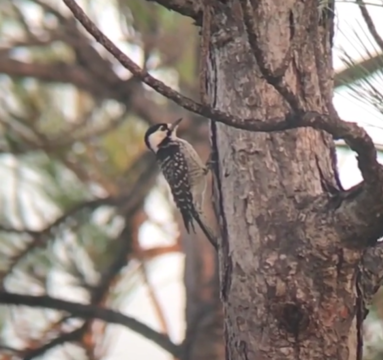 A Red-cockaded Woodpecker on a pine tree at The Babcock/Webb Wildlife Management Area