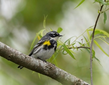 Yellow-rumped Warbler sitting on a branch in front of blurred green leaves.