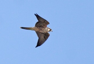 Peregrine Falcon flying across a blue sky