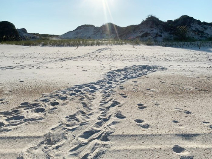 sea turtle nesting beach