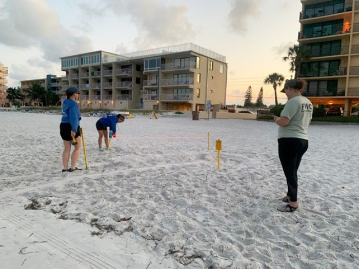 sea turtle nesting beach