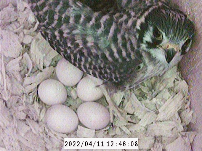 kestrel nesting box